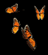 monarch_group_mb.gif