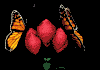 monarch_flowers_mb.gif