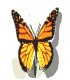 monarch3_flap_mw.gif