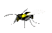 wasp_normal_sc.gif