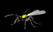 wasp_normal_sb.gif