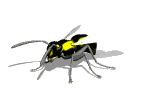 wasp_normal_mw.gif