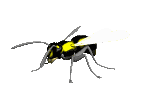 wasp_normal_lc.gif