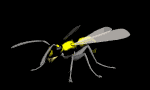 wasp_normal_lb.gif