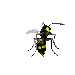 wasp_hover_sc.gif