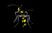 wasp_hover_sb.gif