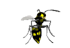 wasp_hover_lc.gif