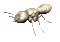 termite_rev_sc.gif