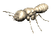 termite_rev_mc.gif