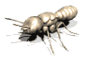 termite_rev_lw.gif