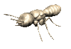 termite_rev_lc.gif