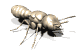 termite1_mw.gif