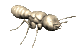 termite1_mc.gif