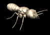 termite1_lb.gif