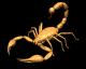 scorpion_rev_mb.gif