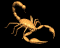 scorpion1_sb.gif