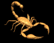 scorpion1_mb.gif