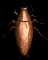 roach_wall_sb.gif