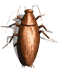 roach_wall_mw.gif
