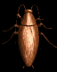 roach_wall_mb.gif