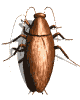 roach_wall_lw.gif
