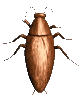 roach_wall_lc.gif