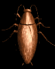 roach_wall_lb.gif