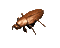 roach_walk_rev_sc.gif