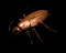 roach_walk_rev_sb.gif