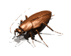 roach_walk_rev_lw.gif