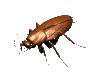 roach_walk_rev_lc.gif