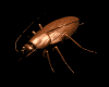 roach_walk_rev_lb.gif