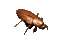 roach_walk1_sc.gif