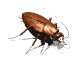 roach_walk1_mw.gif