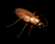 roach_walk1_mb.gif