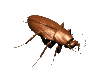 roach_walk1_lc.gif