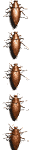 roach_vert_sw.gif