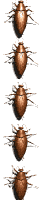 roach_vert_mw.gif