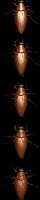 roach_vert_mb.gif