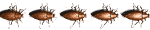 roach_hori_sw.gif