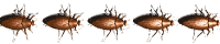 roach_hori_mw.gif