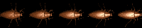 roach_hori_mb.gif
