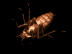 roach_back_sb.gif