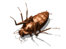 roach_back_mw.gif