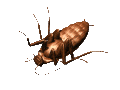 roach_back_lc.gif