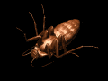 roach_back_lb.gif