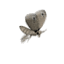 moth_flying_sw.gif