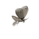 moth_flying_mw.gif