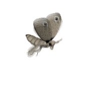 moth_flying_lw.gif