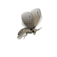 moth_flying_hr.jpg